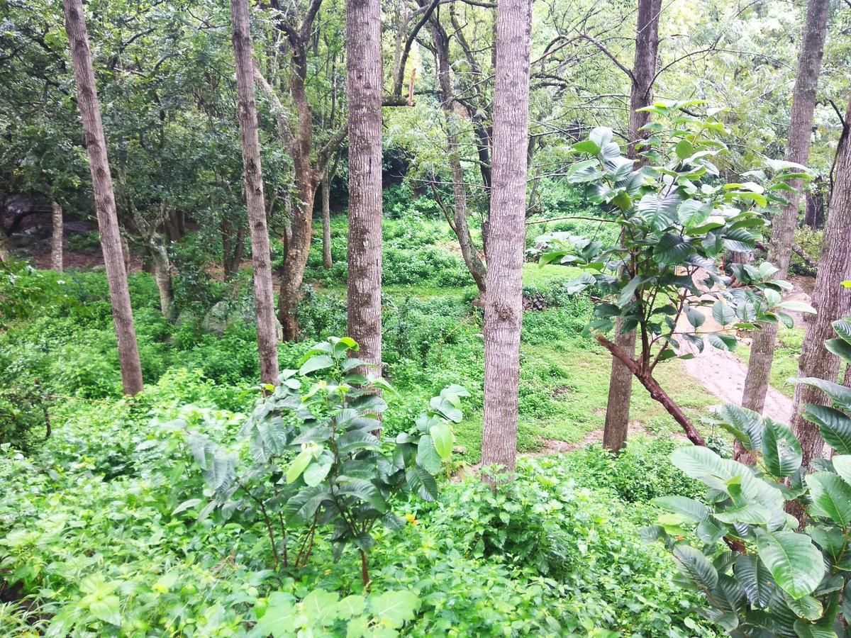Secret Valley Jungle Resort Ooty Kültér fotó
