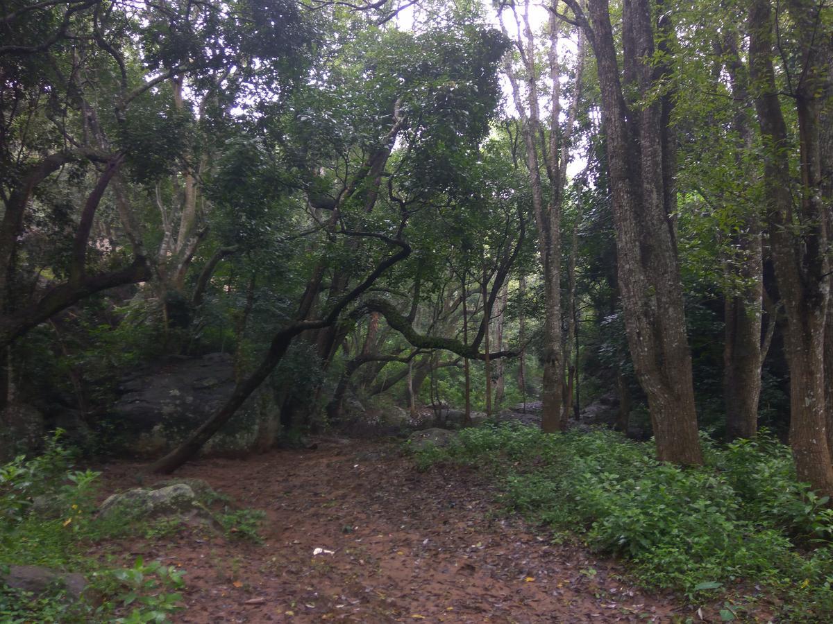 Secret Valley Jungle Resort Ooty Kültér fotó