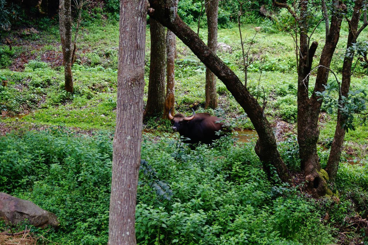 Secret Valley Jungle Resort Ooty Kültér fotó
